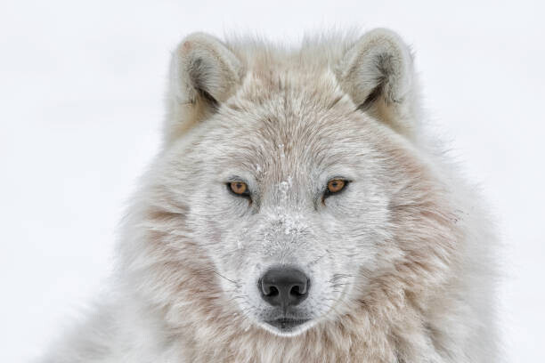 Daniel Parent Plakát, Obraz - Portrait of arctic wolf, Daniel Parent, 40 × 26.7 cm