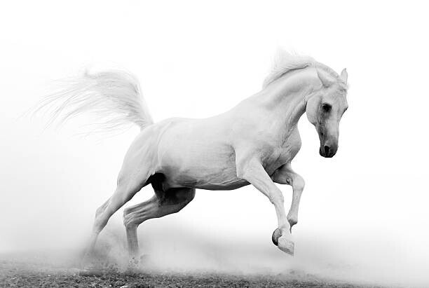 mari_art Plakát, Obraz - Black and white picture of a, mari_art, 40 × 26.7 cm