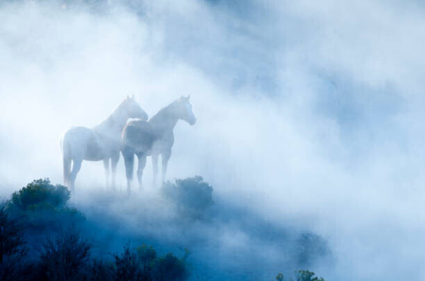 GaryAlvis Plakát, Obraz - Horses, GaryAlvis, 40 × 26.7 cm