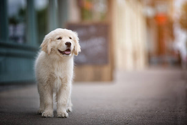 MATTHEW PALMER Plakát, Obraz - Golden Retriever in Town, MATTHEW PALMER, 40 × 26.7 cm