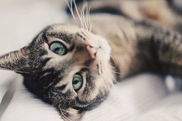 Guido Mieth Plakát, Obraz - Portrait of cat, close up., Guido Mieth, 40 × 26.7 cm