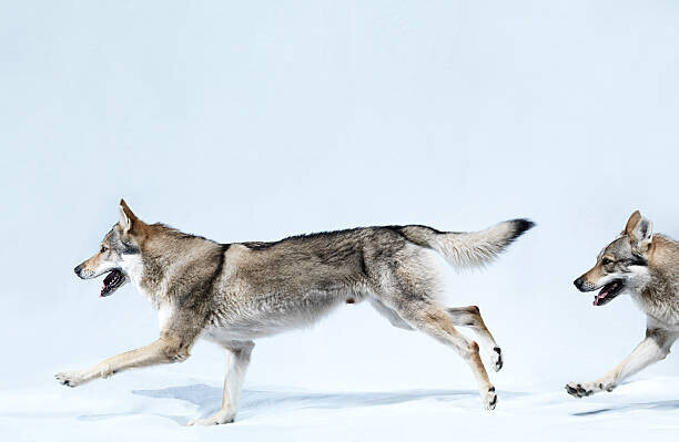 Henrik Sorensen Plakát, Obraz - 2 wolves running, Henrik Sorensen, 40 × 26.7 cm