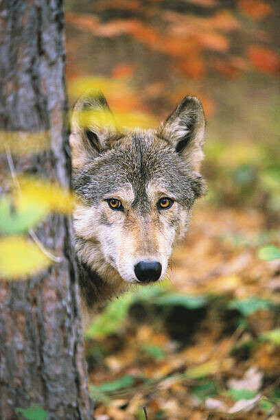 John Conrad Plakát, Obraz - Gray Wolf Peeking Around a Tree, John Conrad, 26.7 × 40 cm