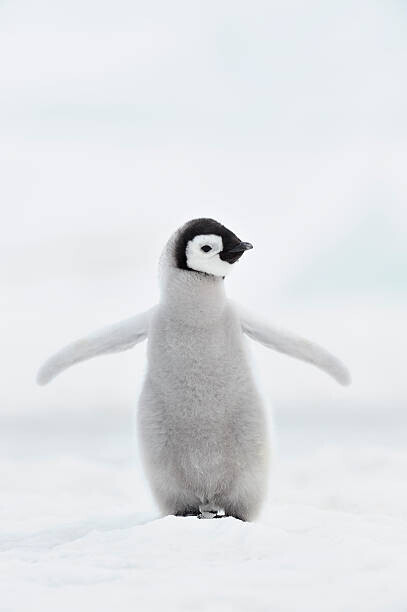 Martin Ruegner Plakát, Obraz - Emperor penguin (Aptenodytes forsteri)., Martin Ruegner, 26.7 × 40 cm