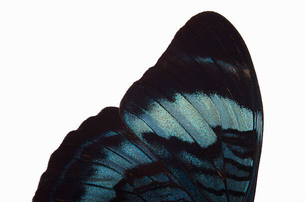 Paul Taylor Plakát, Obraz - Detail of butterfly wing , side, Paul Taylor, 40 × 26.7 cm