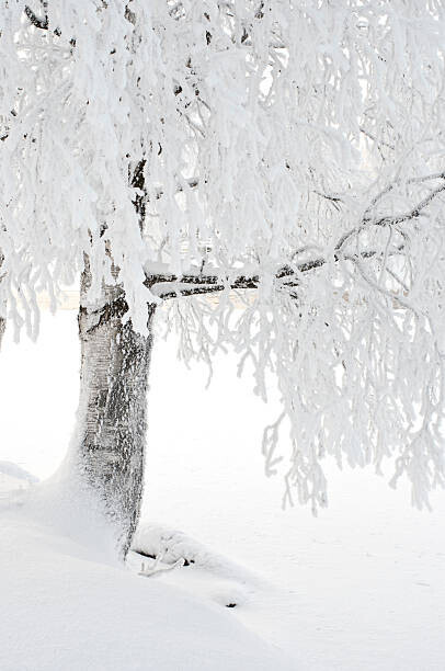 Eerik Plakát, Obraz - Snow and frost covered birch tree on riverbank, Eerik, 26.7 × 40 cm