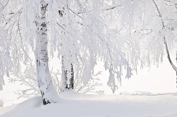 Eerik Plakát, Obraz - Snow and frost on tree branches, Eerik, 40 × 26.7 cm