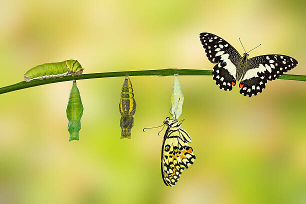 Mathisa_s Plakát, Obraz - Transformation of Lime Butterfly, Mathisa_s, 40 × 26.7 cm