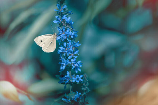 Marta Grabska / 500px Plakát, Obraz - Close-up of butterfly on purple flower, Marta Grabska / 500px, 40 × 26.7 cm