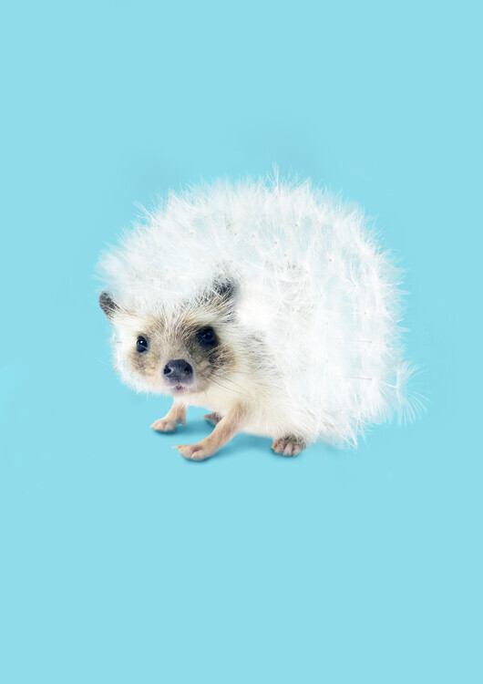 Artem Pozdniakov Plakát, Obraz - Prickly Like Dandelion, Artem Pozdniakov, 30 × 40 cm