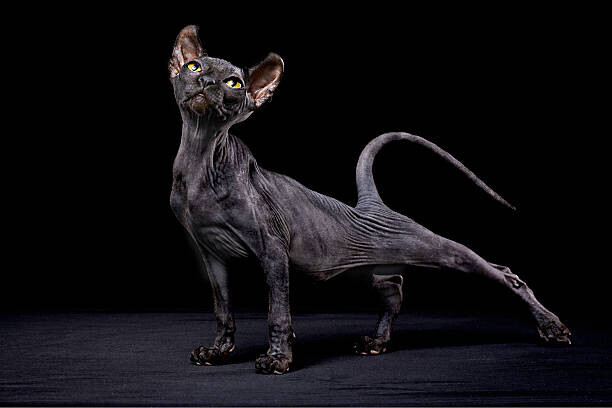 Alexandra Draghici Plakát, Obraz - Sphynx cat, Alexandra Draghici, 40 × 26.7 cm