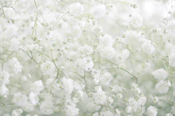 elenaleonova Plakát, Obraz - beautiful flowers Gypsophila, elenaleonova, 40 × 26.7 cm