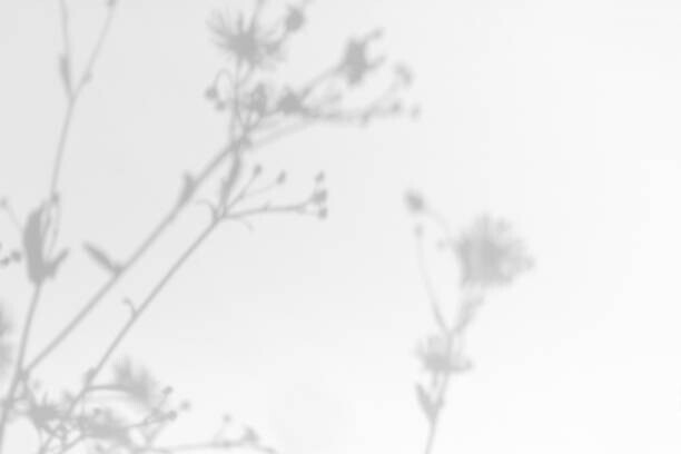 Aleksandra Konoplia Plakát, Obraz - Gray shadows of grass and flowers on white wall, Aleksandra Konoplia, 40 × 26.7 cm