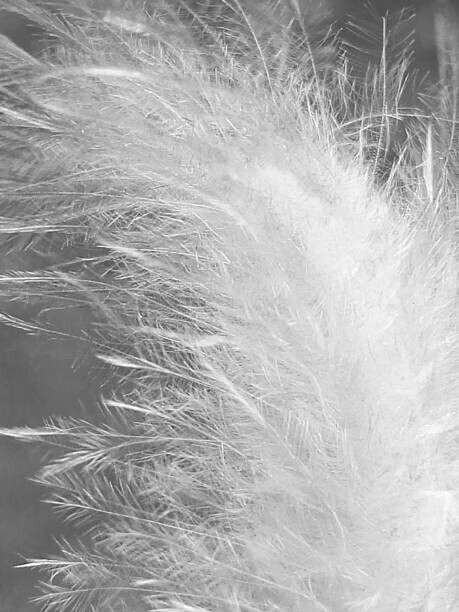 Siglinde Fischer Plakát, Obraz - Beautiful feather, Siglinde Fischer, 30 × 40 cm