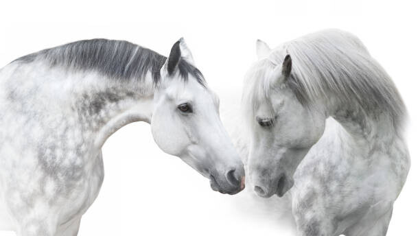 Nemyrivskyi Viacheslav Plakát, Obraz - Couple  horse portrait on white, Nemyrivskyi Viacheslav, 40 × 22.2 cm