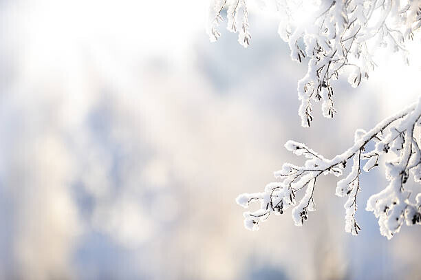 Eerik Plakát, Obraz - Winter branch covered with snow, Eerik, 40 × 26.7 cm