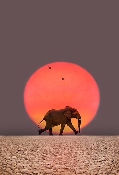 Grant Faint Plakát, Obraz - Elephant walking., Grant Faint, 26.7 × 40 cm