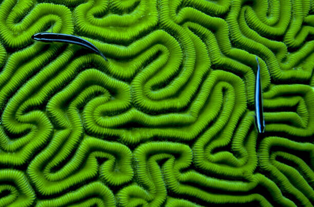 Dash Shemtoob Plakát, Obraz - Grooved Brain Coral, Dash Shemtoob, 40 × 26.7 cm