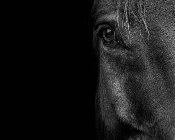 Horse & Hound Fine Art Photography Plakát, Obraz - Horse, Horse & Hound Fine Art Photography, 40 × 30 cm