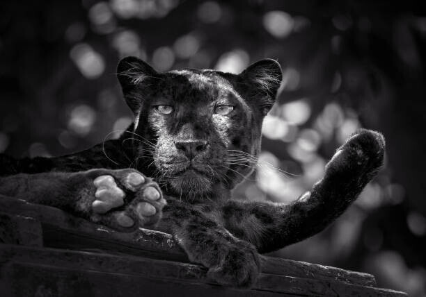 undefined undefined Plakát, Obraz - Panther or leopard are relaxing, undefined undefined, 40 × 26.7 cm