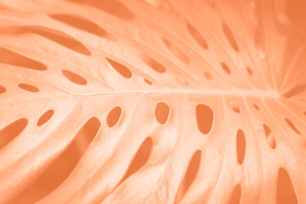 Tatiana Plakát, Obraz - Tropical monstera leaf close-up in trending, Tatiana, 40 × 26.7 cm