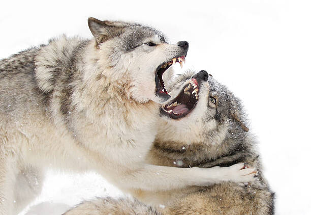Jim Cumming Plakát, Obraz - Timber wolves play fighting in the snow, Jim Cumming, 40 × 26.7 cm