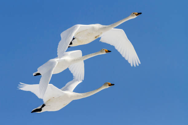 Jeremy Woodhouse Plakát, Obraz - Whooper swans flying in blue sky, Jeremy Woodhouse, 40 × 26.7 cm