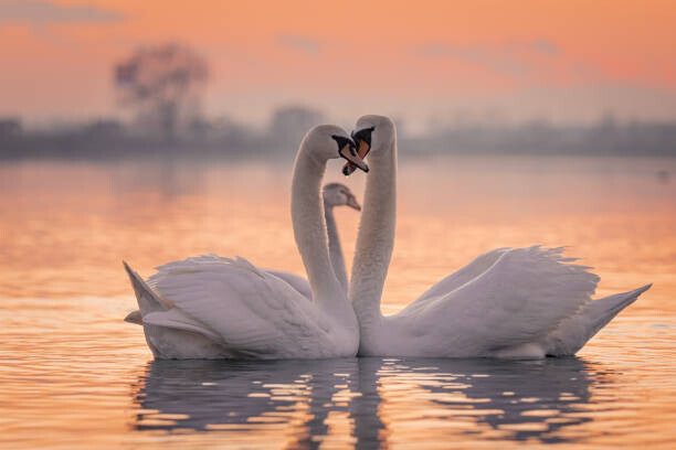 SimonSkafar Plakát, Obraz - Swans floating on lake during sunset, SimonSkafar, 40 × 26.7 cm