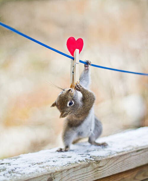 Nancy Rose Plakát, Obraz - Squirrel twisting to lick peanut, Nancy Rose, 30 × 40 cm
