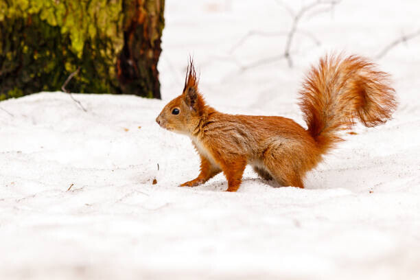 Minakryn Ruslan Plakát, Obraz - beautiful squirrel on the snow eating a nut, Minakryn Ruslan, 40 × 26.7 cm