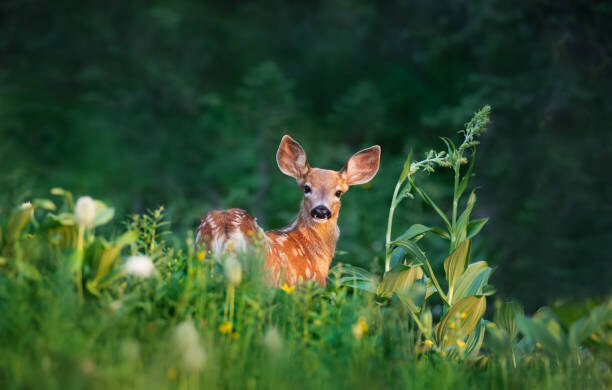 Adria Photography Plakát, Obraz - Bambi Deer Fawn, Adria Photography, 40 × 26.7 cm