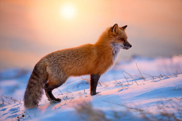 Darren Langdon Plakát, Obraz - Red Fox In The Morning Sun, Darren Langdon, 40 × 26.7 cm