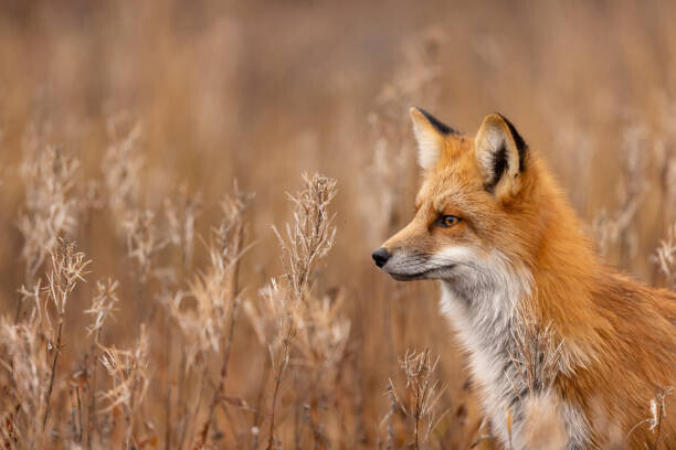 Rick Little / 500px Plakát, Obraz - Close-up of red fox on field,Churchill,Manitoba,Canada, Rick Little / 500px, 40 × 26.7 cm