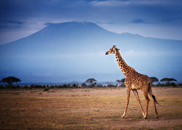 Vicki Jauron, Babylon and Beyond Photography Plakát, Obraz - Giraffe Walking in Front of Mount, Vicki Jauron, Babylon and Beyond Photography, 40 × 30 cm
