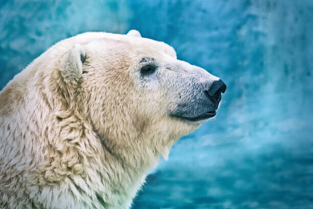oxygen Plakát, Obraz - Portrait of large white bear. Male, oxygen, 40 × 26.7 cm