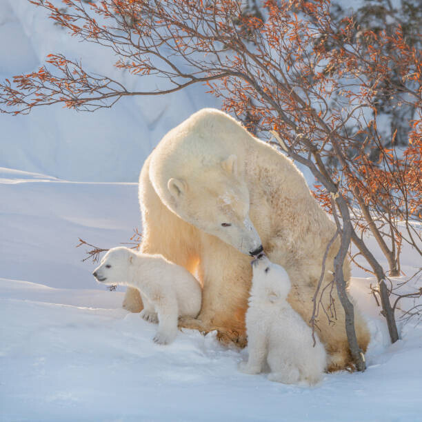 Hao Jiang / 500px Plakát, Obraz - Two polar bears play fight,Wapusk National, Hao Jiang / 500px, 40 × 40 cm