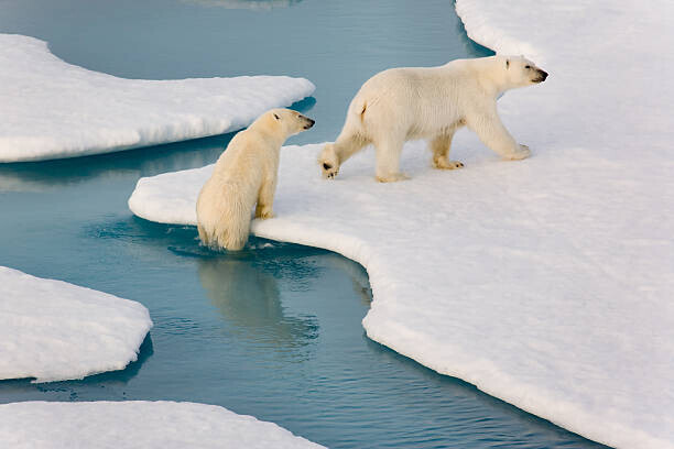 SeppFriedhuber Plakát, Obraz - Two polar bears climbing out of water., SeppFriedhuber, 40 × 26.7 cm