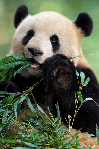 TianYuanOnly Plakát, Obraz - Cute Panda, TianYuanOnly, 26.7 × 40 cm