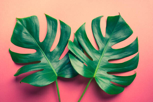 HAKINMHAN Plakát, Obraz - Beautiful monstera leaves  on colorful, HAKINMHAN, 40 × 26.7 cm