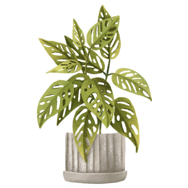 Ilona Myronenko Plakát, Obraz - Tropical Monstera monkey, adansonii.Houseplant in pot., Ilona Myronenko, 40 × 40 cm
