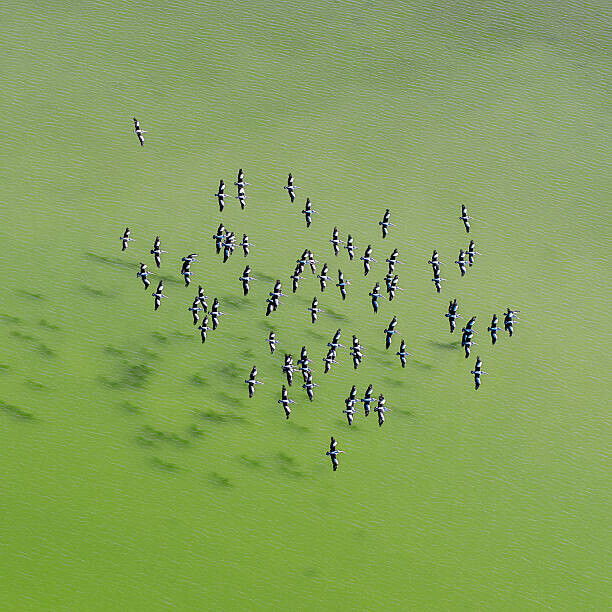 Ignacio Palacios Plakát, Obraz - Lake Eyre Aerial Image, Ignacio Palacios, 40 × 40 cm