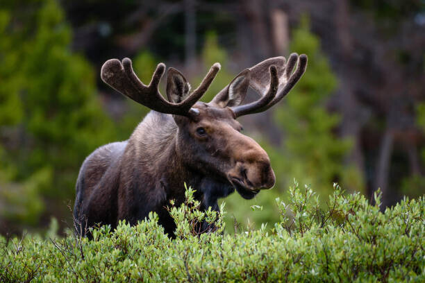 Hawk Buckman / 500px Plakát, Obraz - A moose moose in the forest,Fort, Hawk Buckman / 500px, 40 × 26.7 cm
