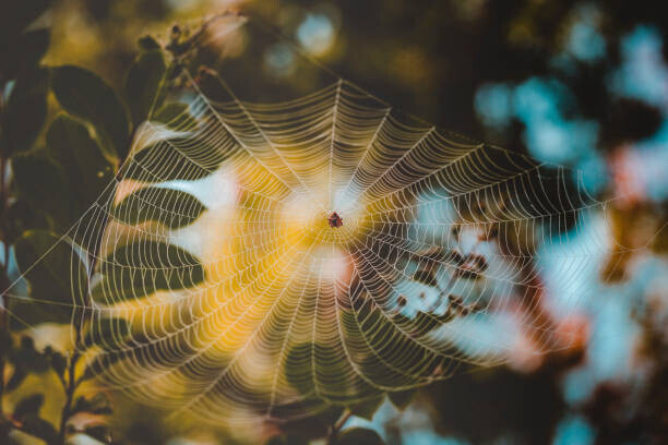 Cavan Images Plakát, Obraz - Low angle view of spider on web, Cavan Images, 40 × 26.7 cm