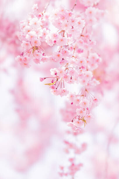 Yuki Hanayama / 500px Plakát, Obraz - Close-up of pink cherry blossom, Yuki Hanayama / 500px, 26.7 × 40 cm
