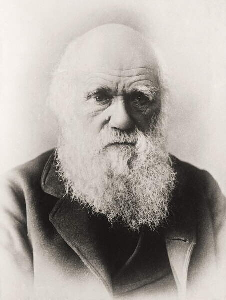 English School, Plakát, Obraz - Charles Darwin, English School,, 30 × 40 cm