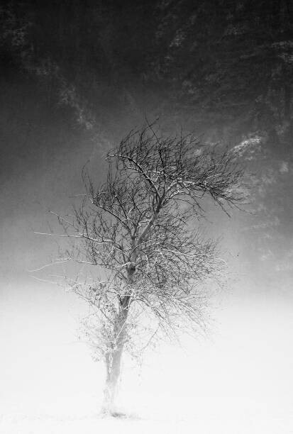 Alessandro Pianalto Plakát, Obraz - the tree and frozen soil in black and white, Alessandro Pianalto, 26.7 × 40 cm