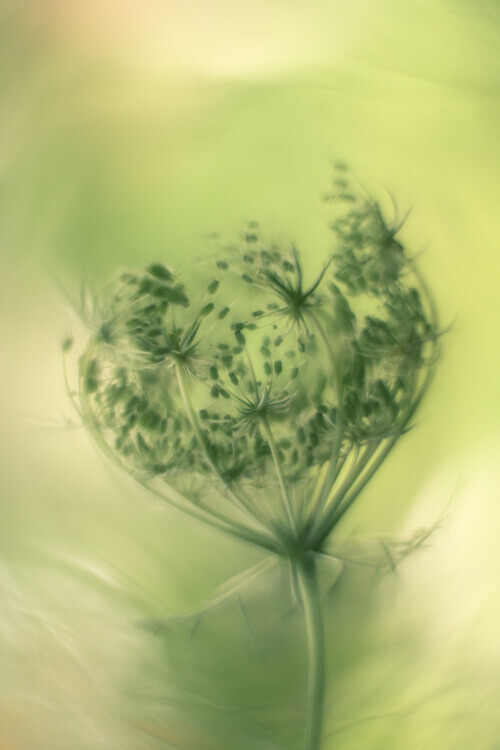 Hilda van der Lee Plakát, Obraz - Wild carrot, Hilda van der Lee, 26.7 × 40 cm