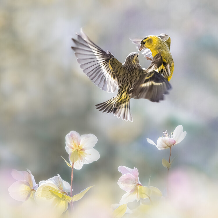 Martine Benezech Plakát, Obraz - Spinus in the spring, Martine Benezech, 40 × 40 cm