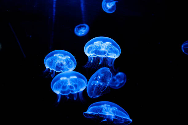 Sandrine Bercier Plakát, Obraz - Jellyfish, Sandrine Bercier, 40 × 26.7 cm