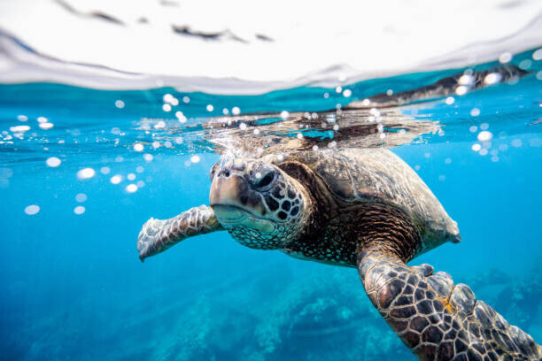 LL28 Plakát, Obraz - Green turtle at the water surface, LL28, 40 × 26.7 cm